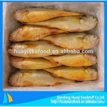 frozen fresh cheap baby yellow croaker with excellent price